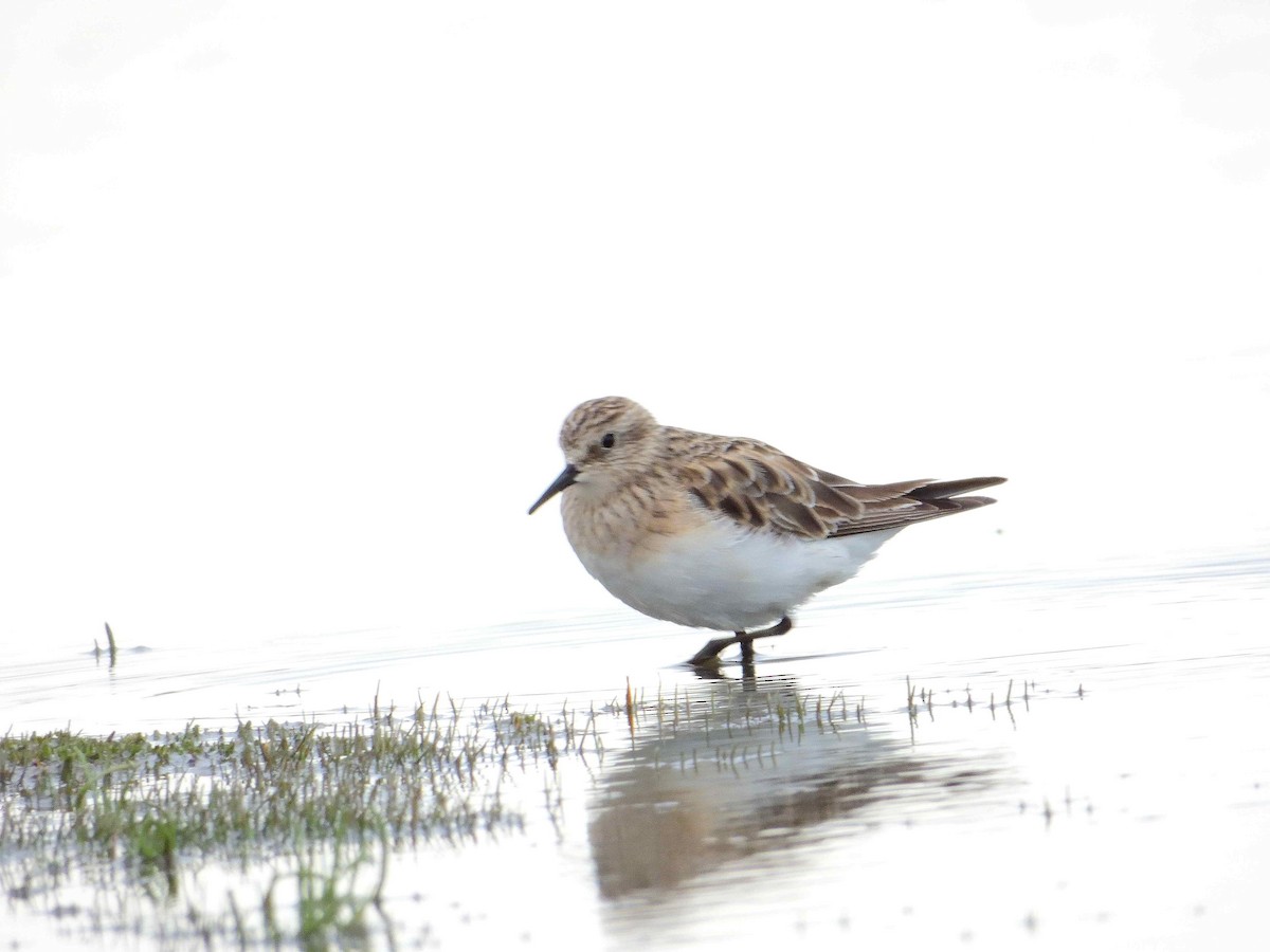 Baird's Sandpiper - ML627772720