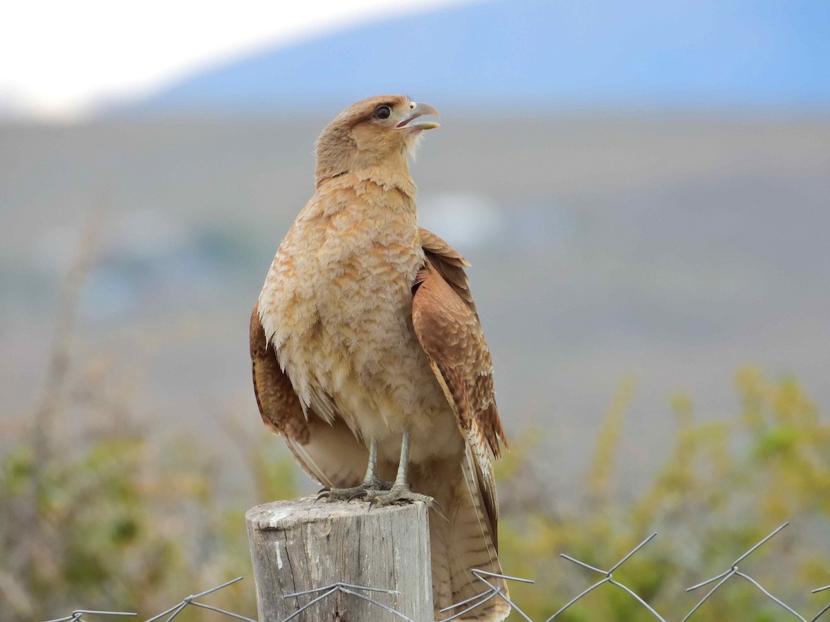 Chimango Caracara - ML627772738