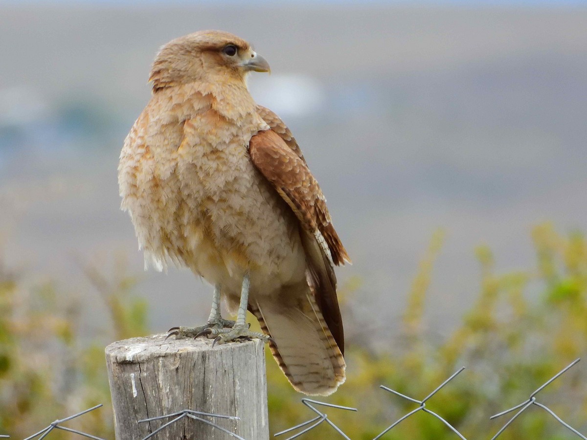 Chimango Caracara - ML627772743