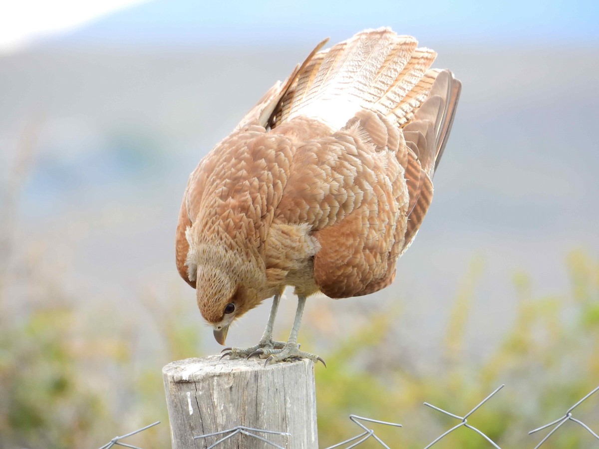 Chimango Caracara - ML627772748