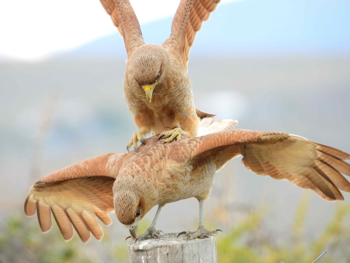 Chimango Caracara - ML627772753