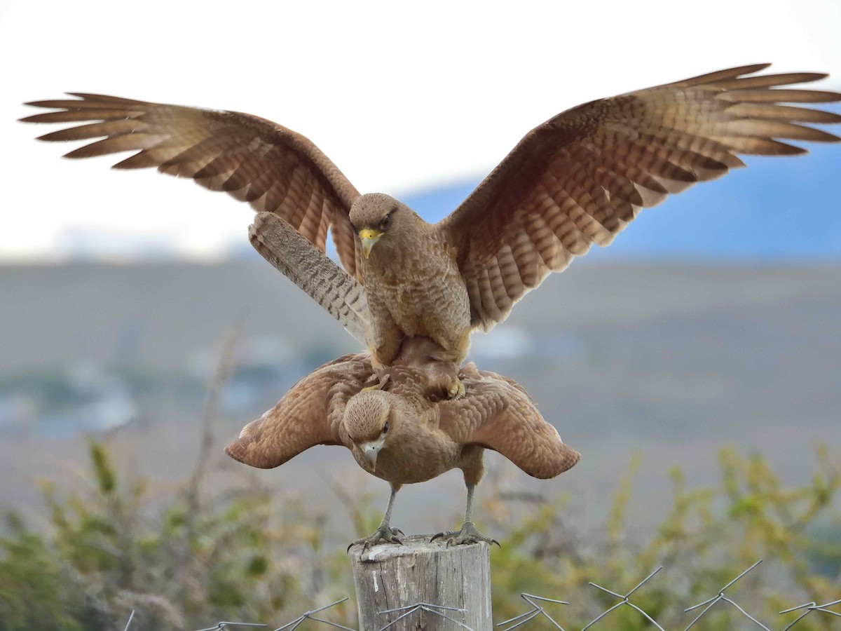 Chimango Caracara - ML627772756