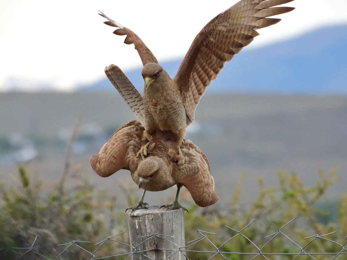 Chimango Caracara - ML627772774