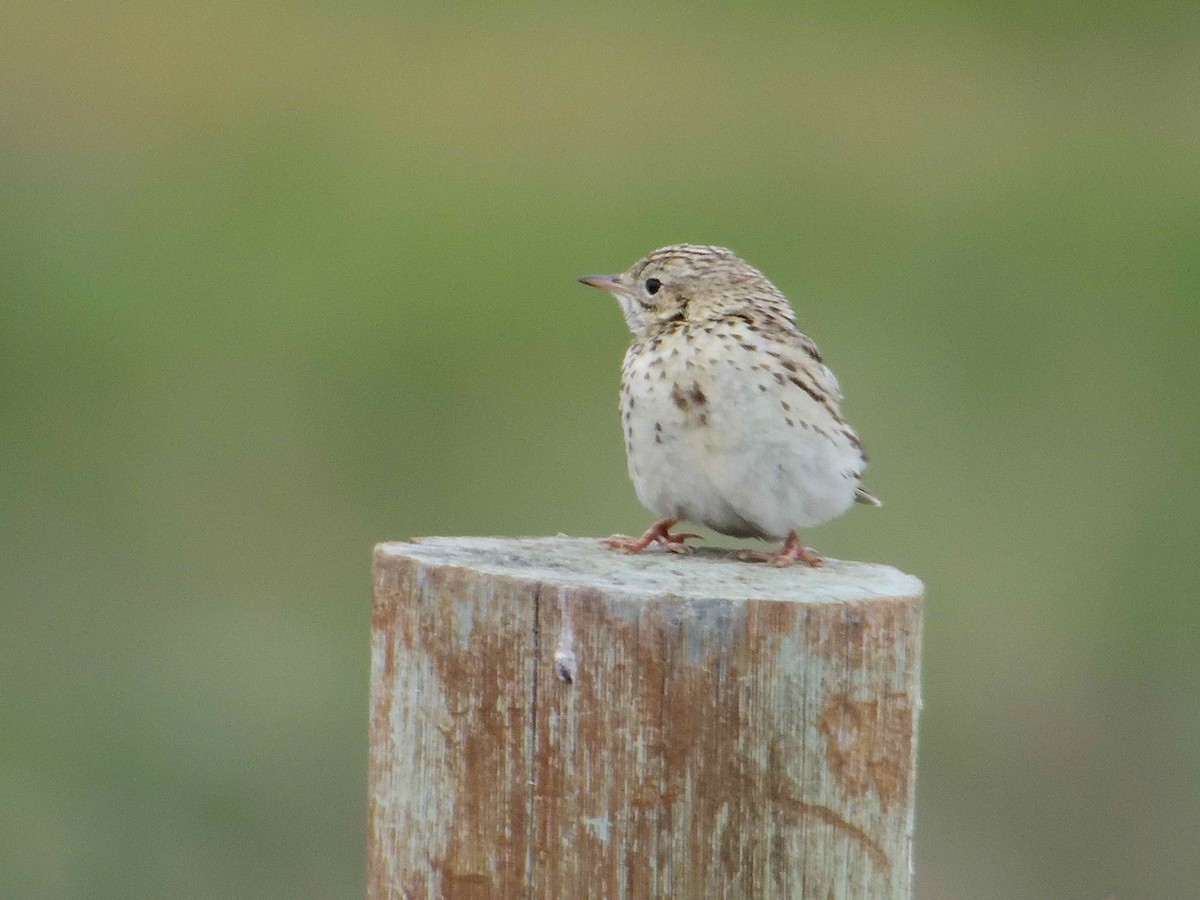 Correndera Pipit - ML627772783