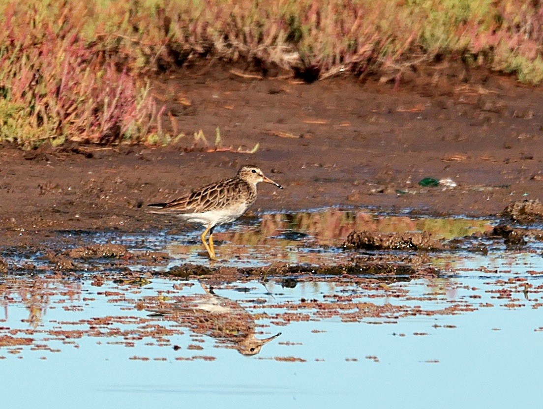 Graubrust-Strandläufer - ML627772821