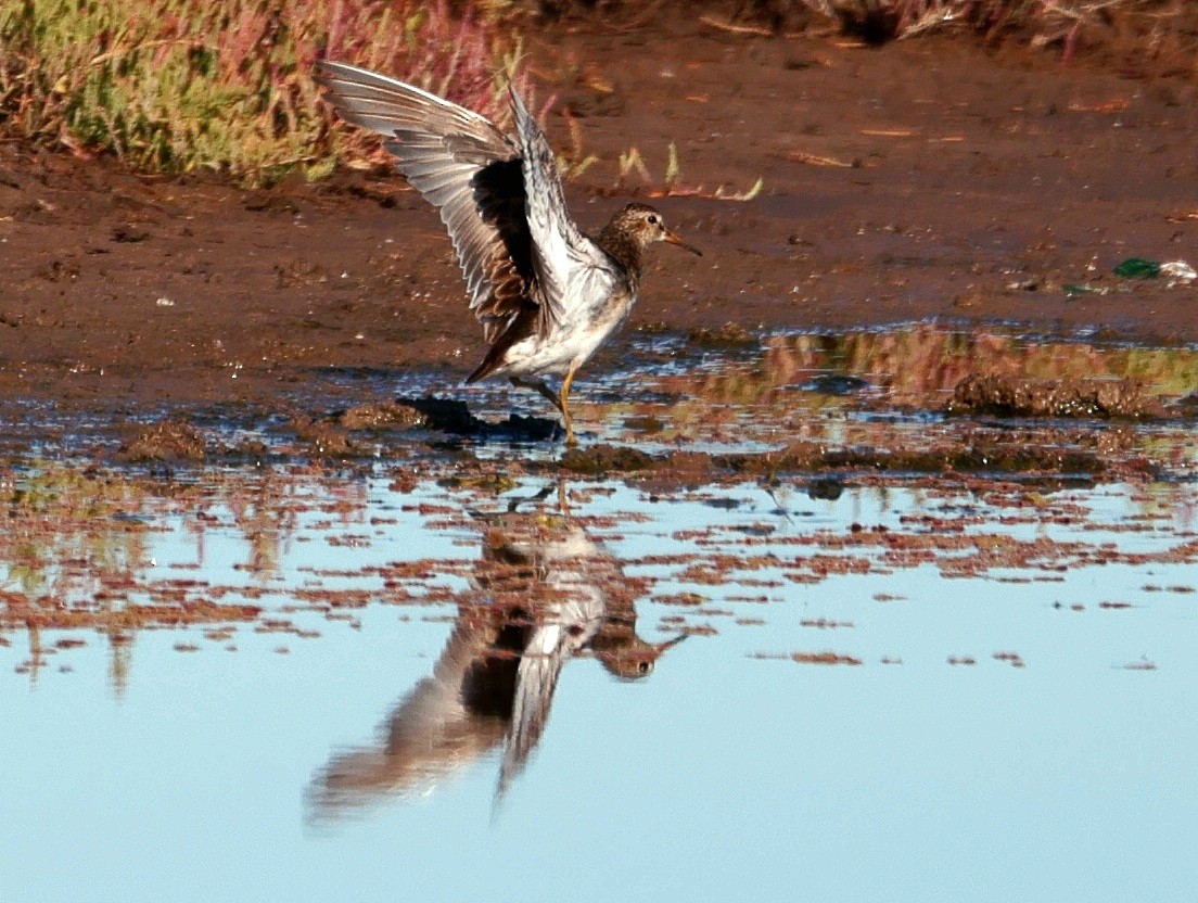 Graubrust-Strandläufer - ML627772822