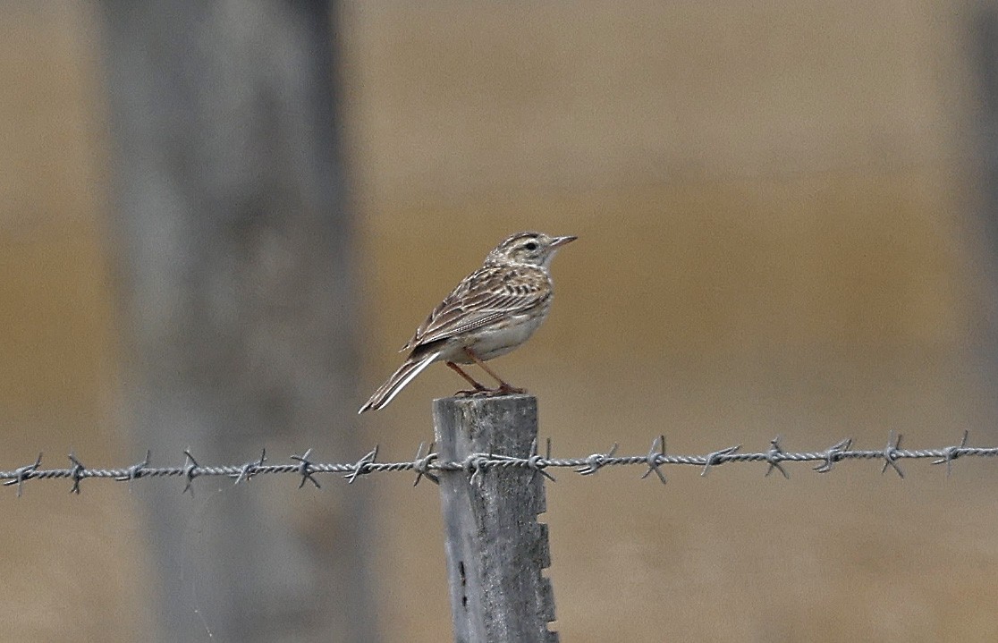 Australian Pipit - ML627772916