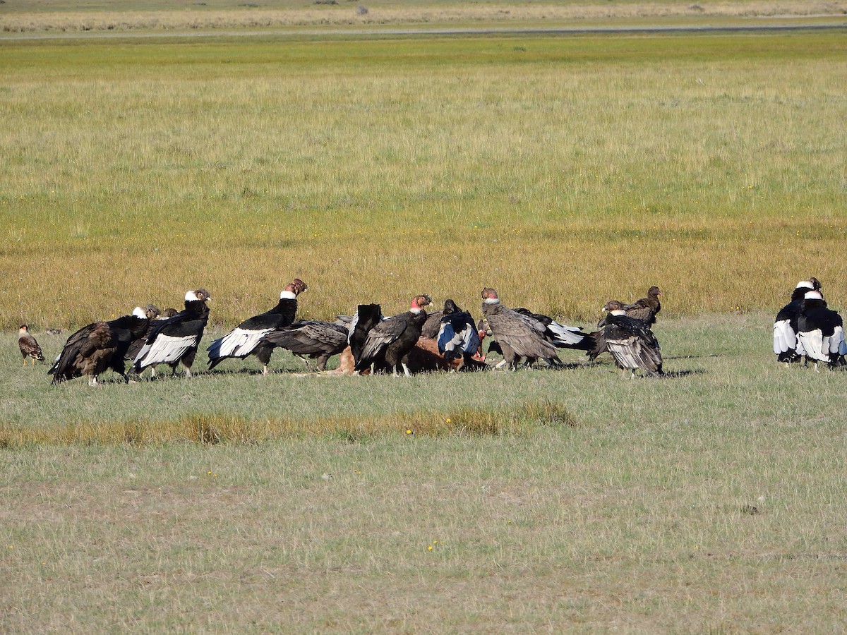 Andean Condor - ML627772921