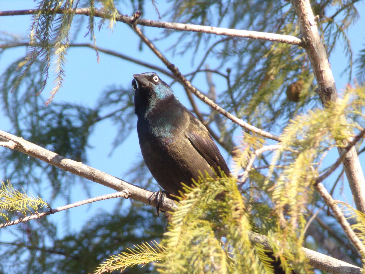 Common Grackle - ML627772923