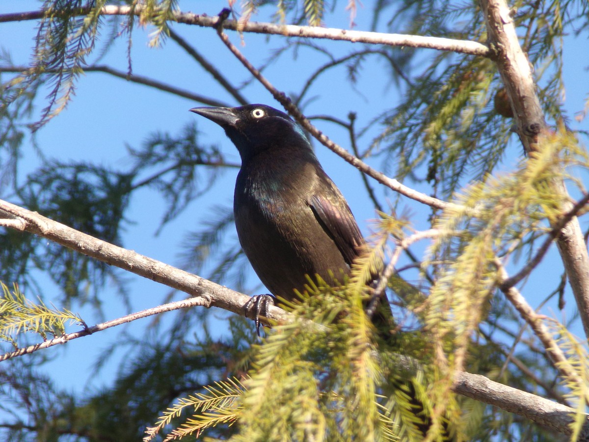 Common Grackle - ML627772926