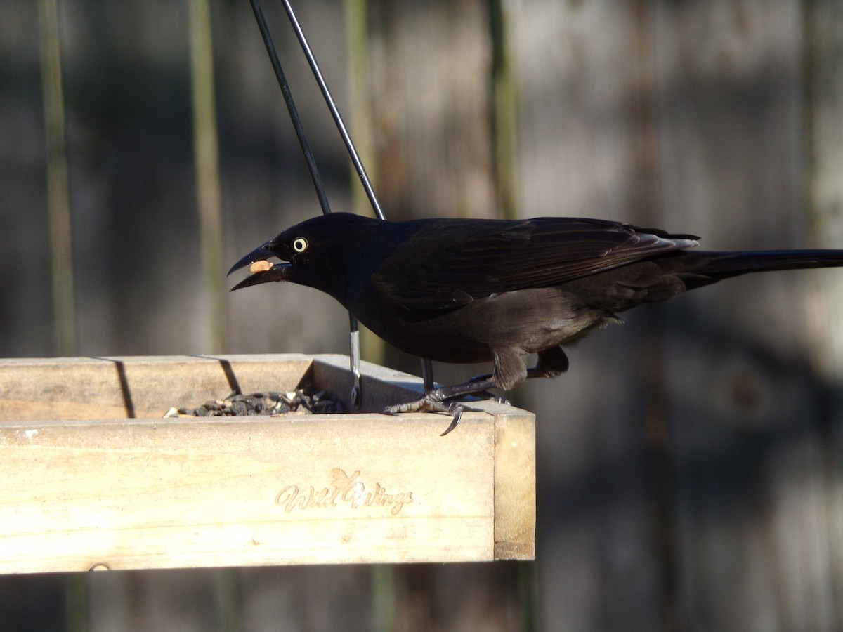 Common Grackle - ML627772927