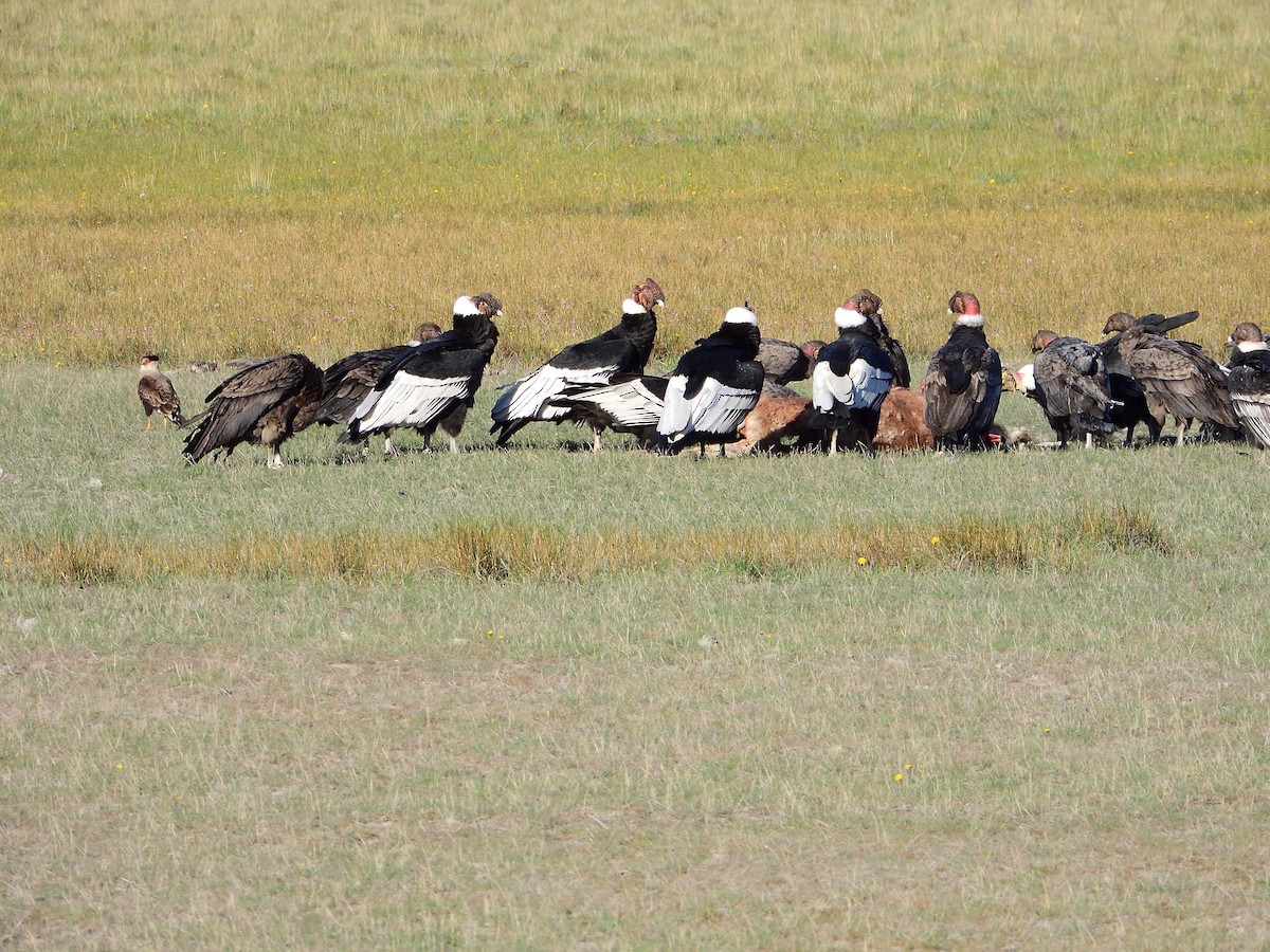 Andean Condor - ML627772928