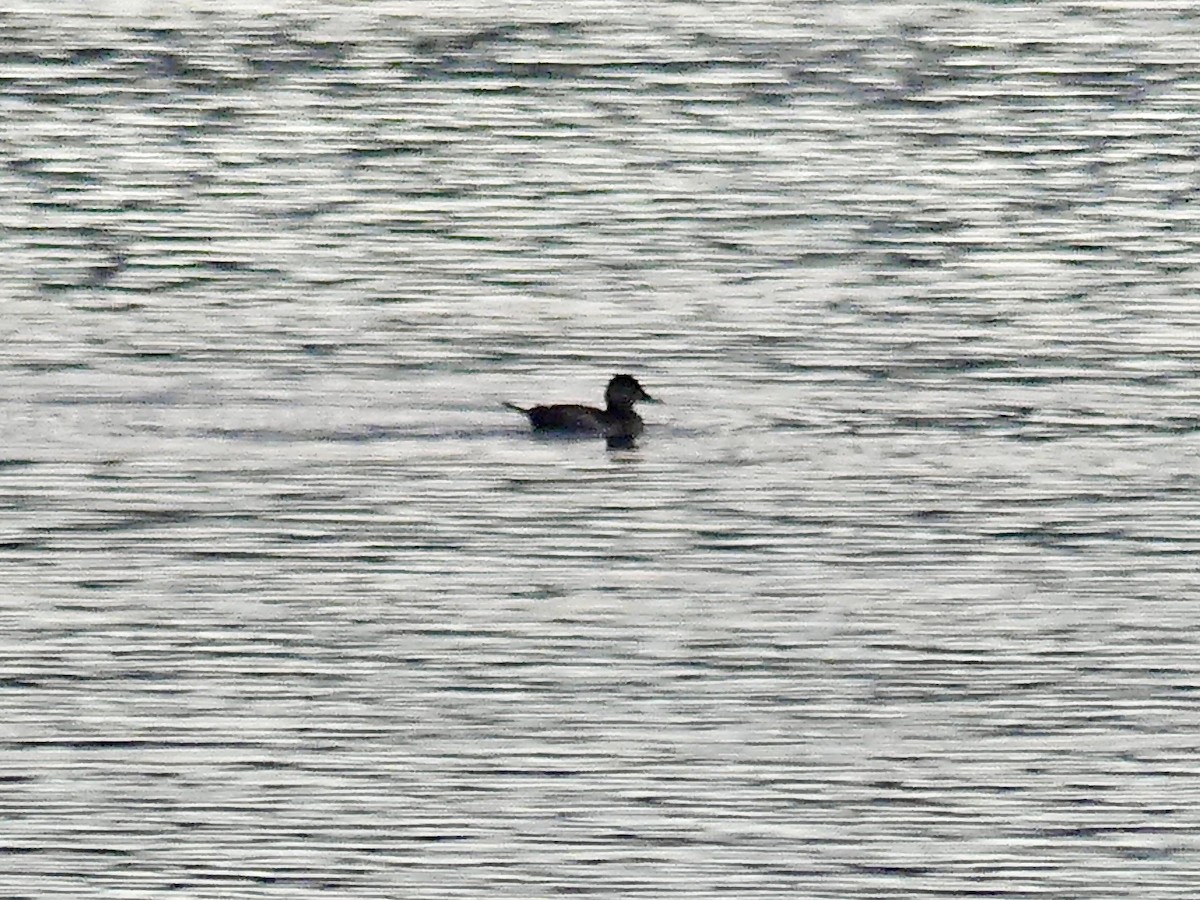 Ruddy Duck - ML627772929