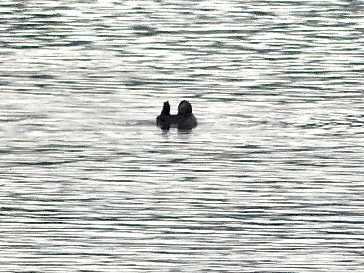 Ruddy Duck - ML627772930