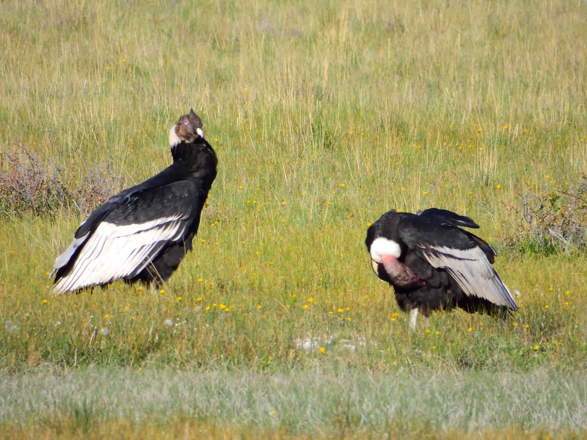 Andean Condor - ML627772932