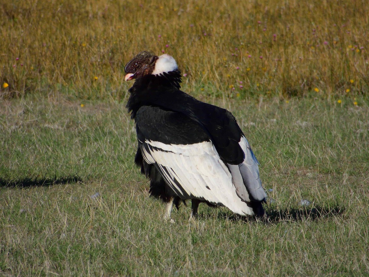 Andean Condor - ML627772934