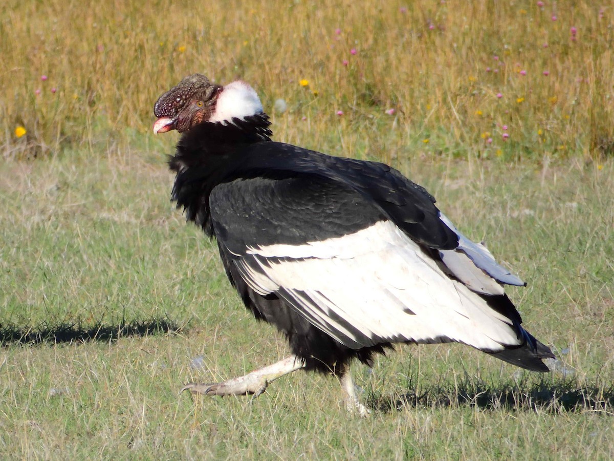 Andean Condor - ML627772936