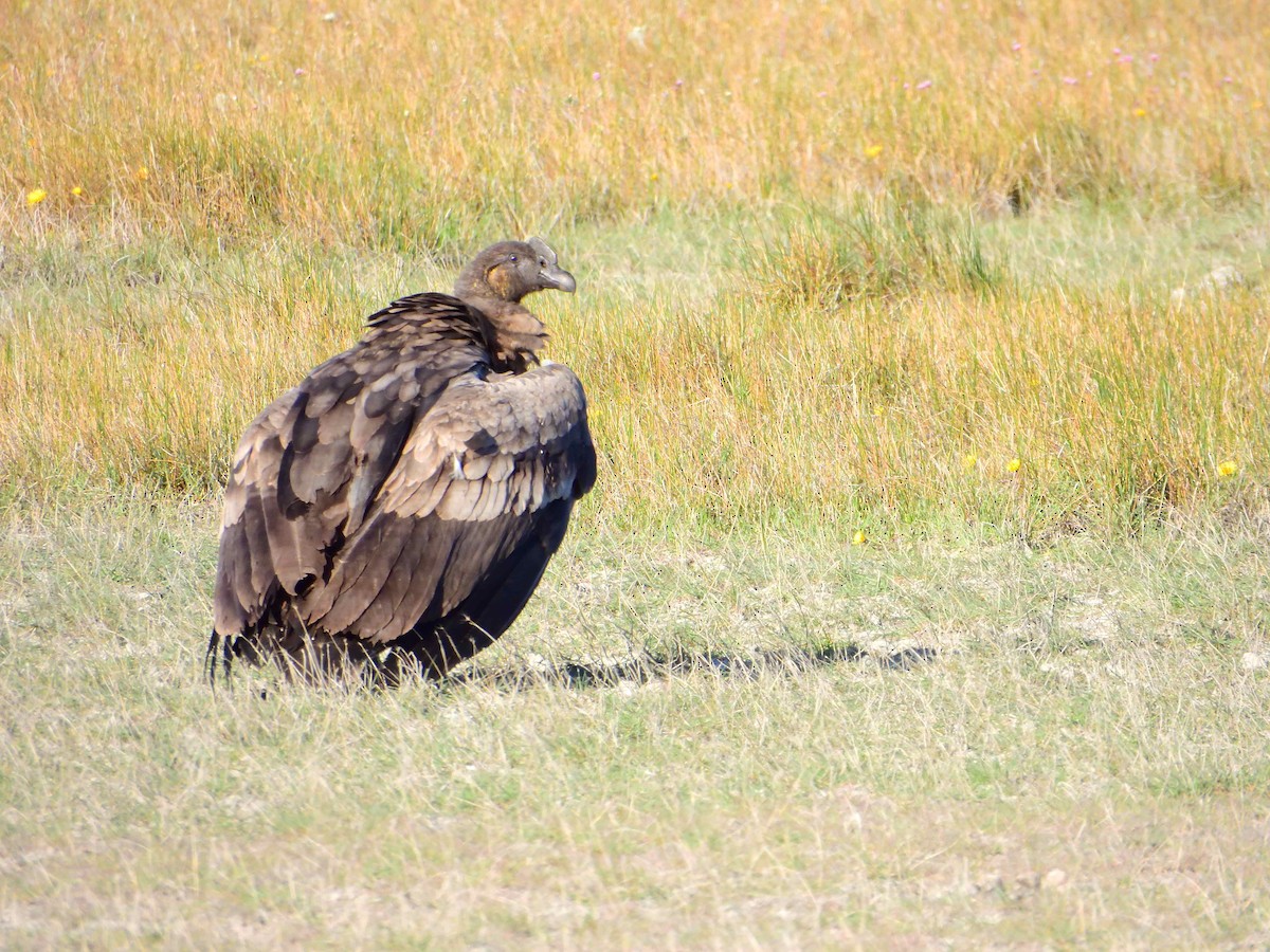 Andean Condor - ML627772937