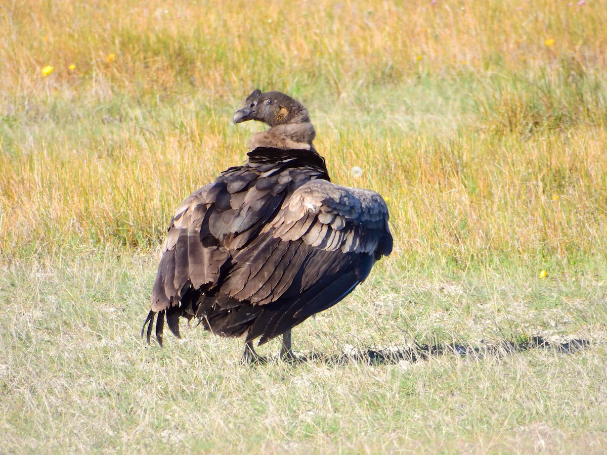 Andean Condor - ML627772938