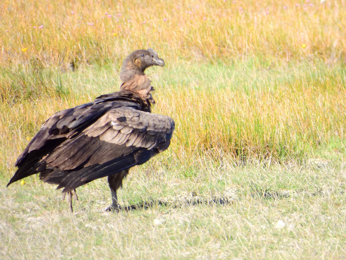 Andean Condor - ML627772940