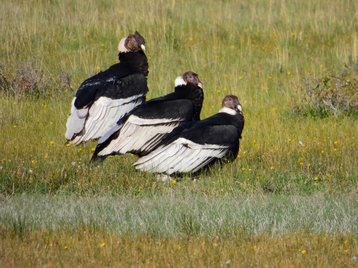 Andean Condor - ML627772943