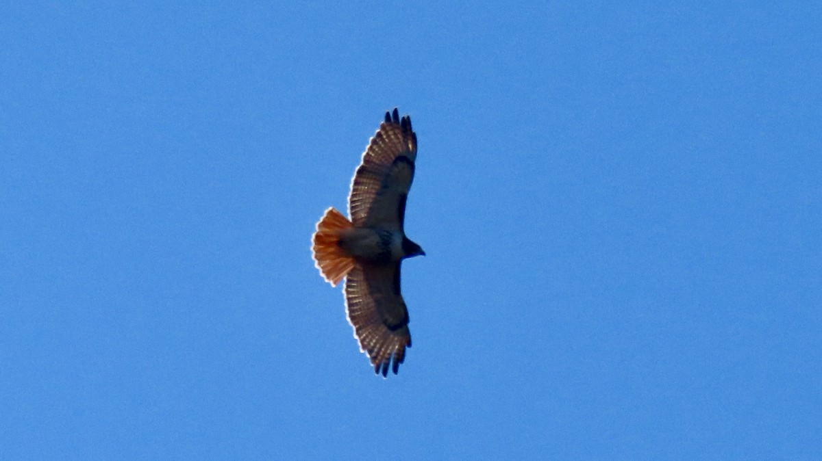 Red-tailed Hawk (borealis) - ML627772949