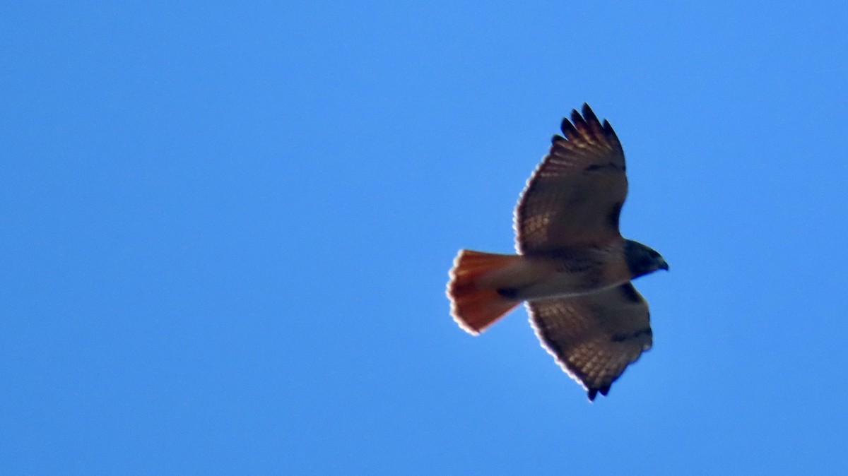 Red-tailed Hawk (borealis) - ML627772950