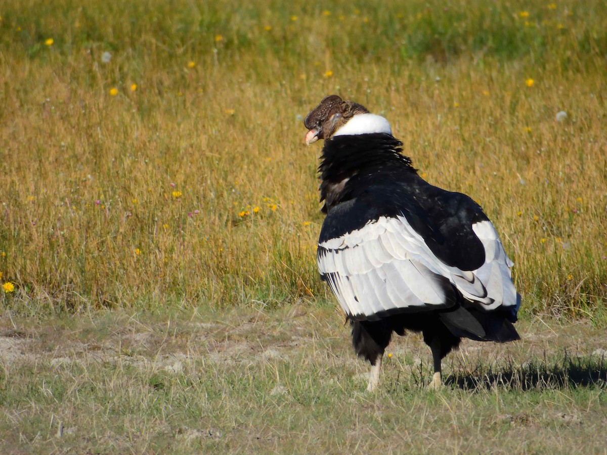 Andean Condor - ML627772955