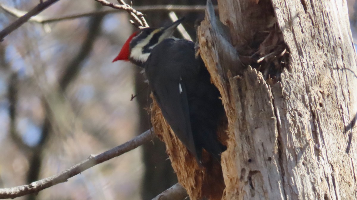 Pileated Woodpecker - ML627772969