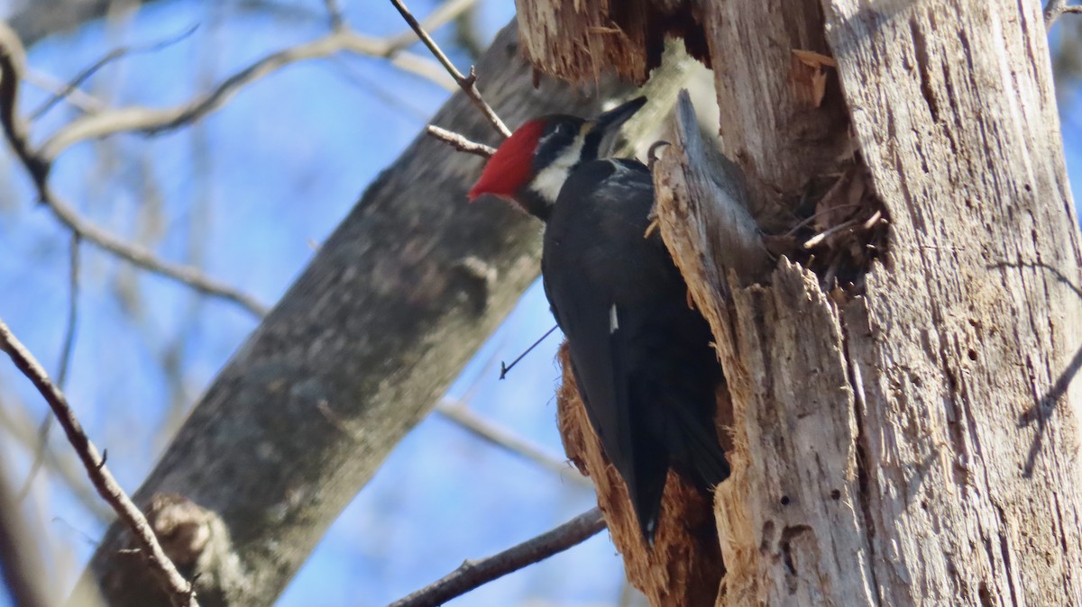 Pileated Woodpecker - ML627772970