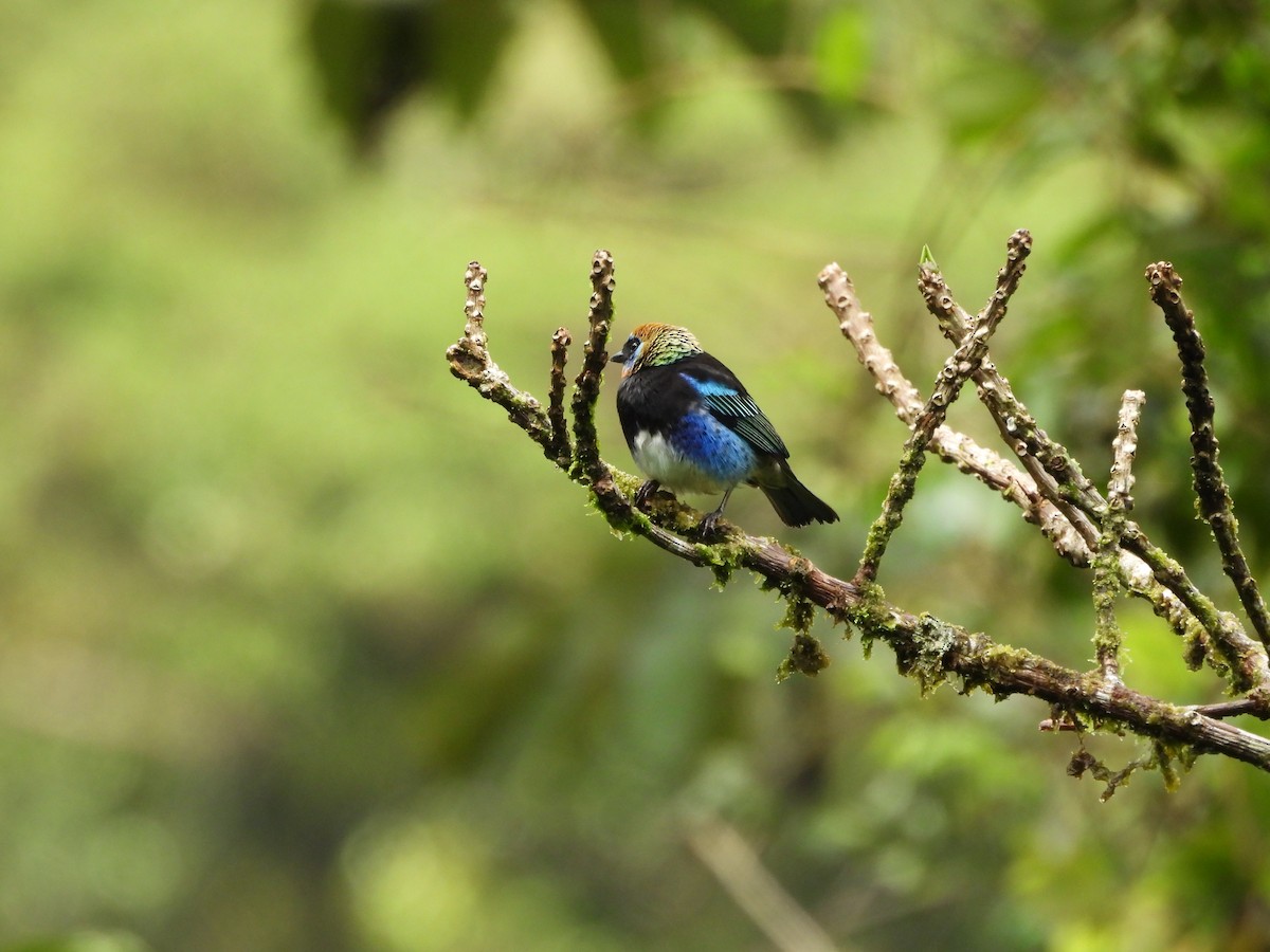 Golden-hooded Tanager - ML627772973