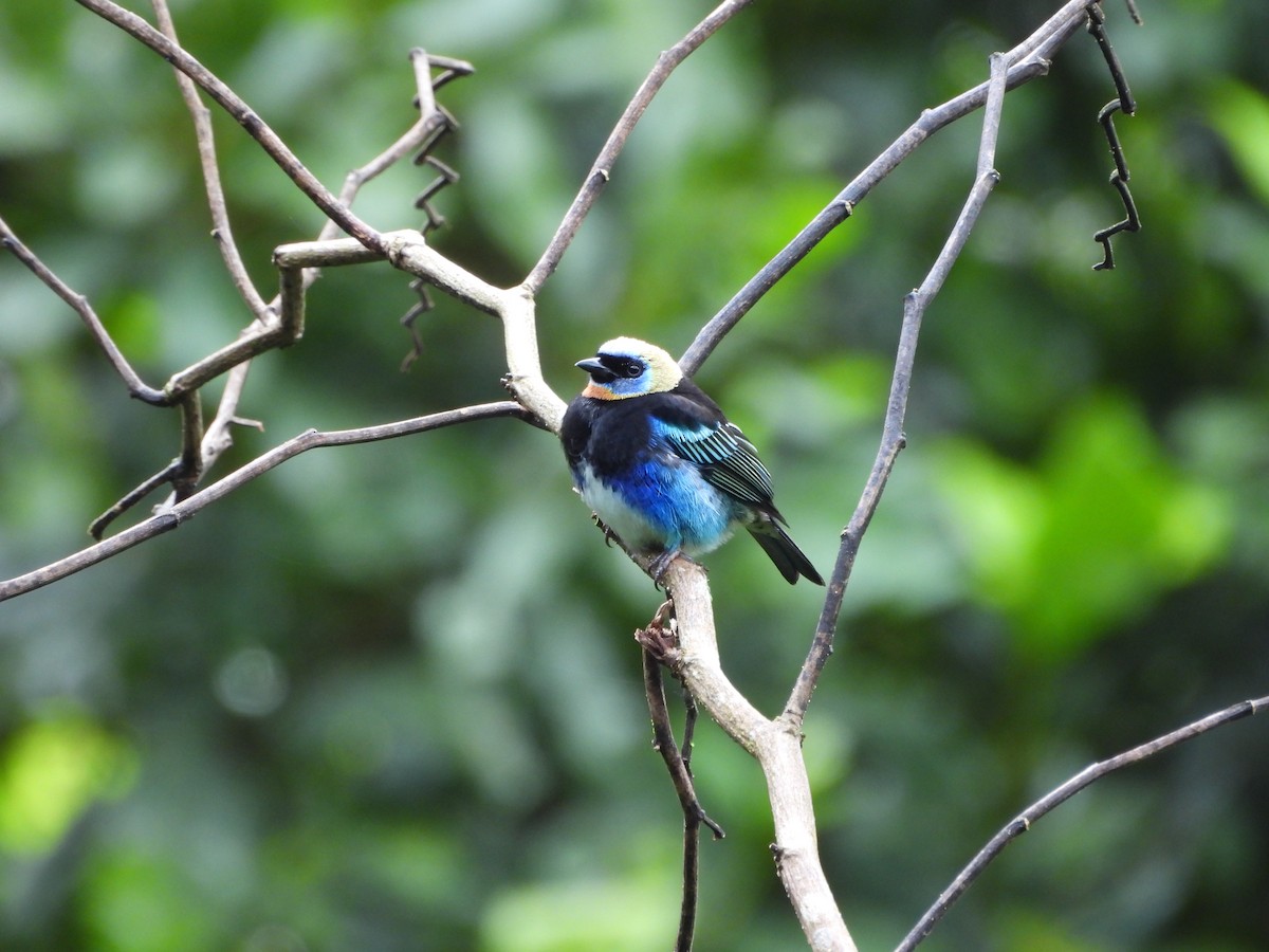 Golden-hooded Tanager - ML627772974