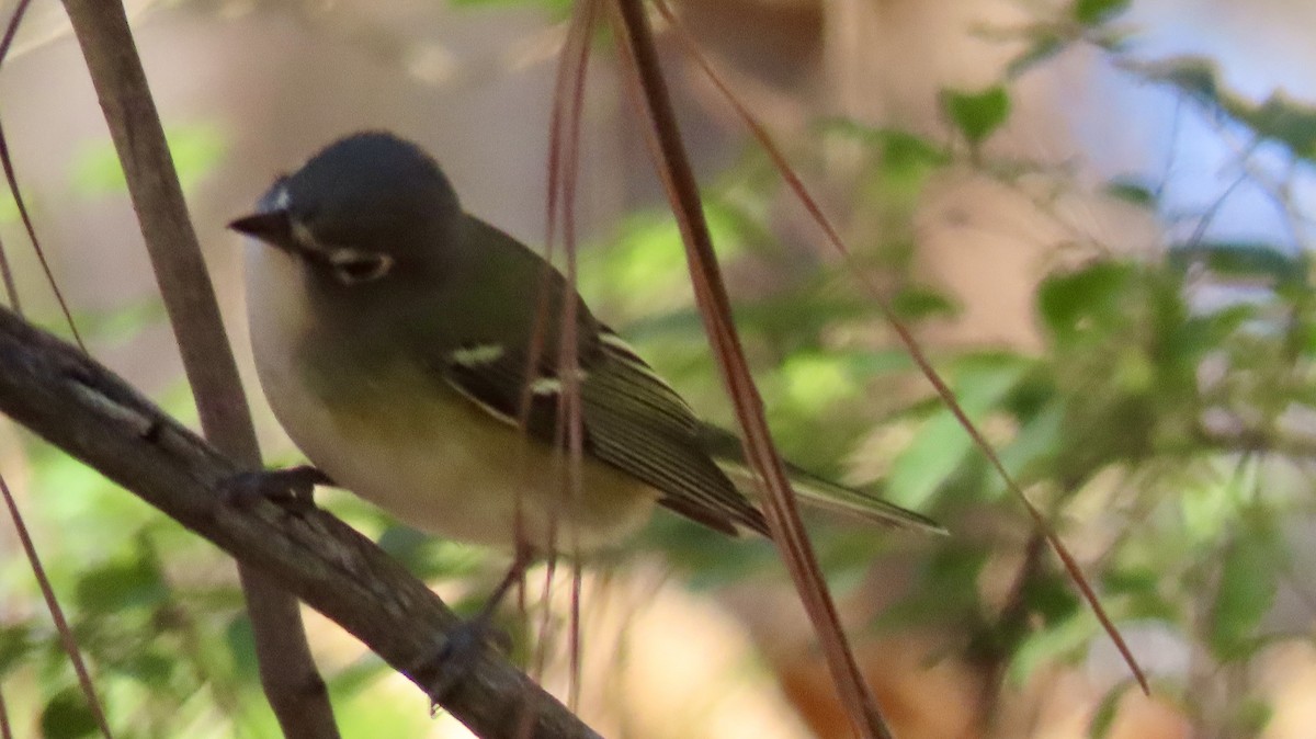 Blue-headed Vireo - ML627772983