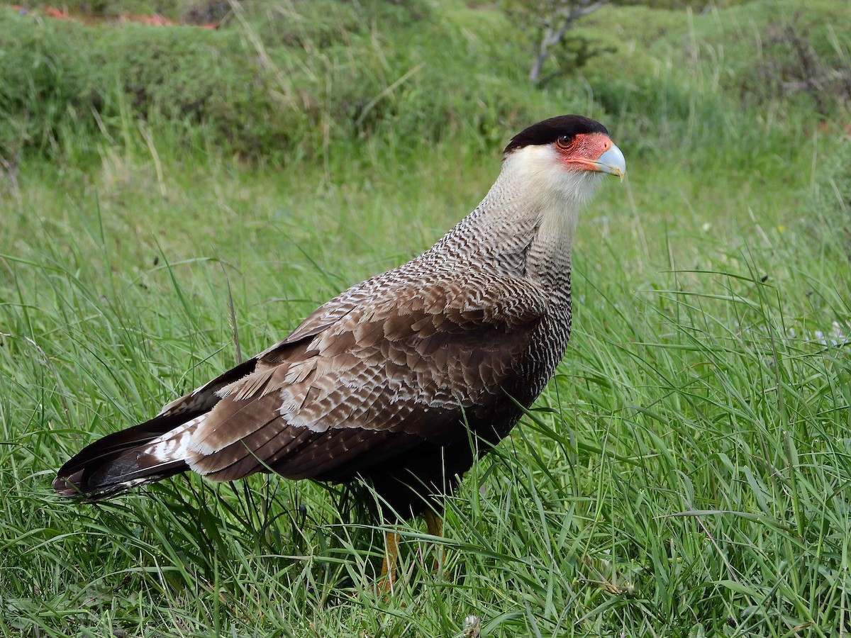 Crested Caracara - ML627772986