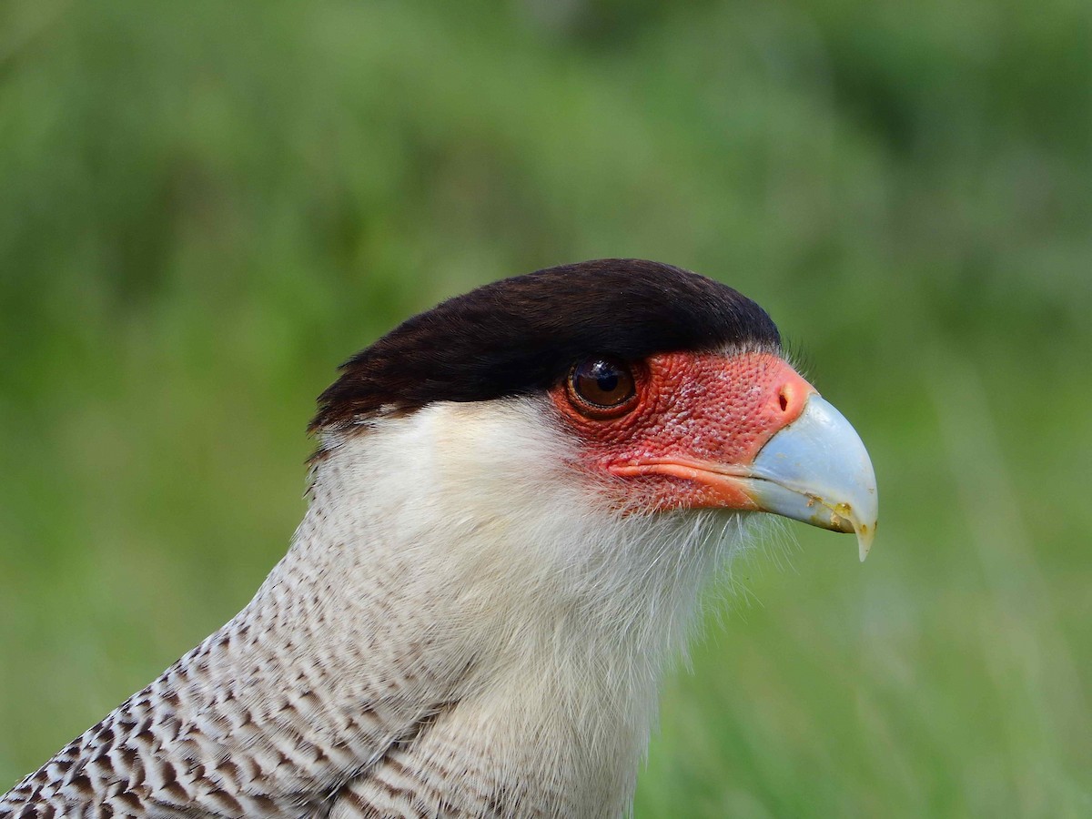 Crested Caracara - ML627772988