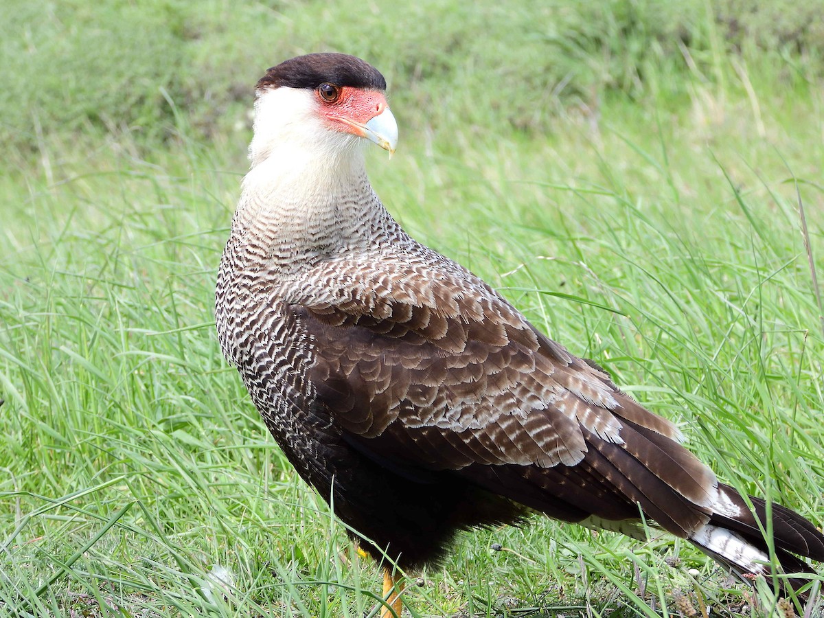 Crested Caracara - ML627772992