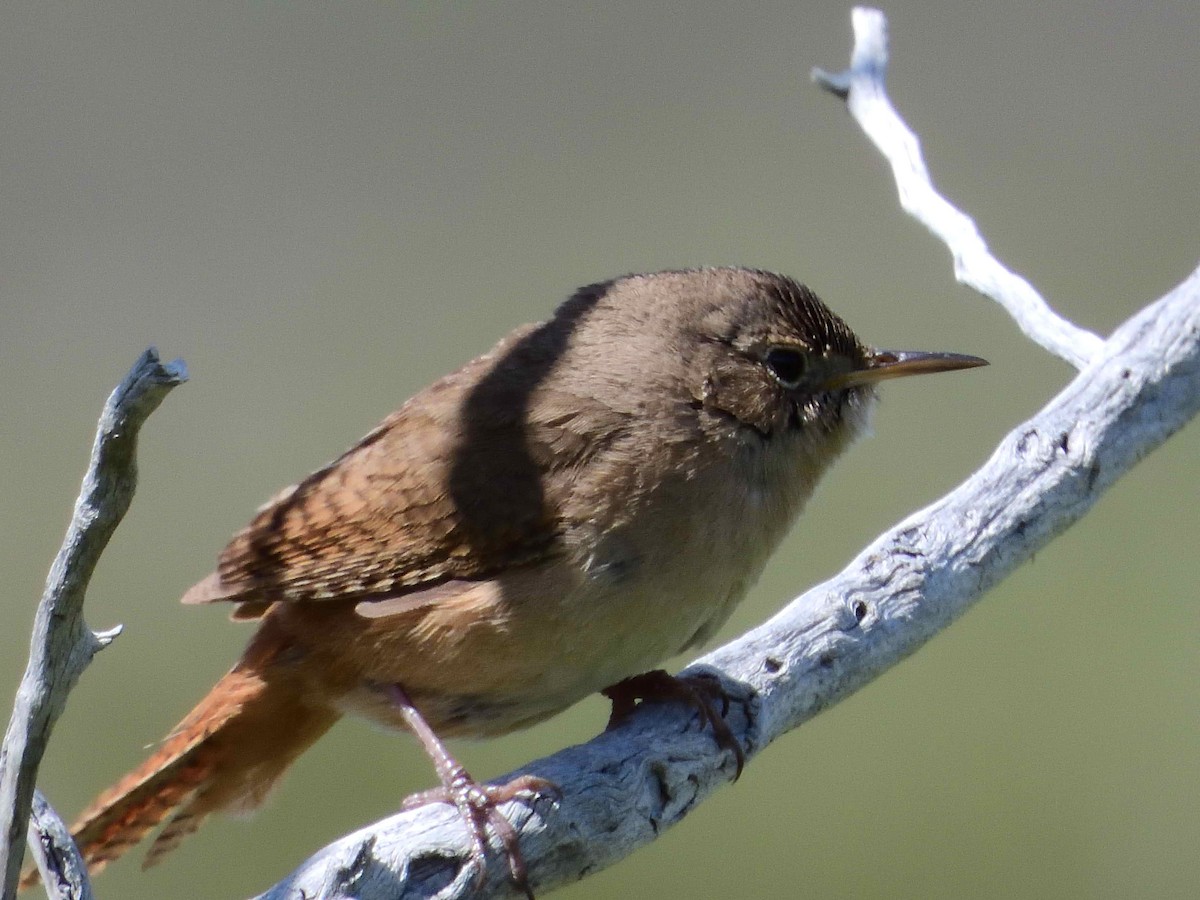 Southern House Wren - ML627772997