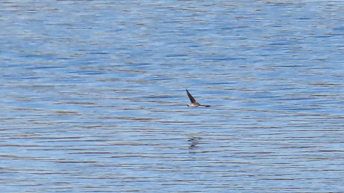 Northern Rough-winged Swallow - ML627773005