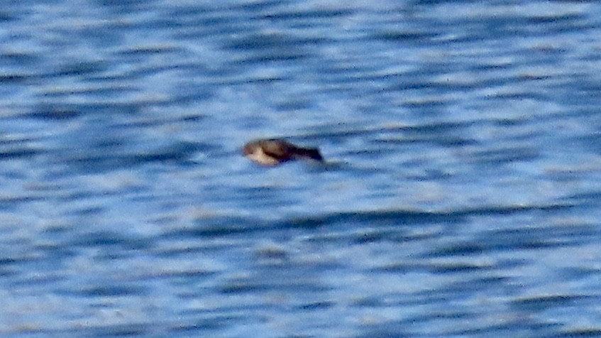 Northern Rough-winged Swallow - ML627773006