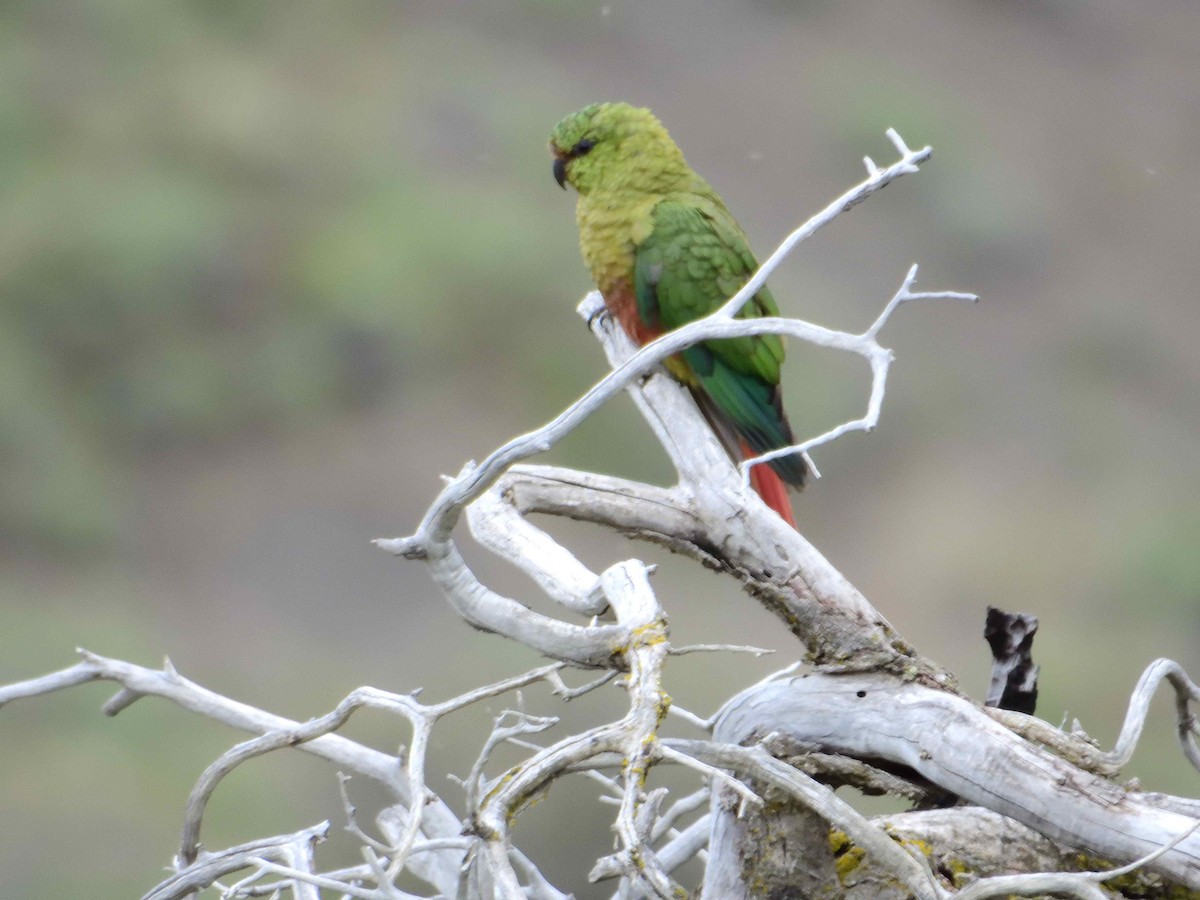 Austral Parakeet - ML627773014