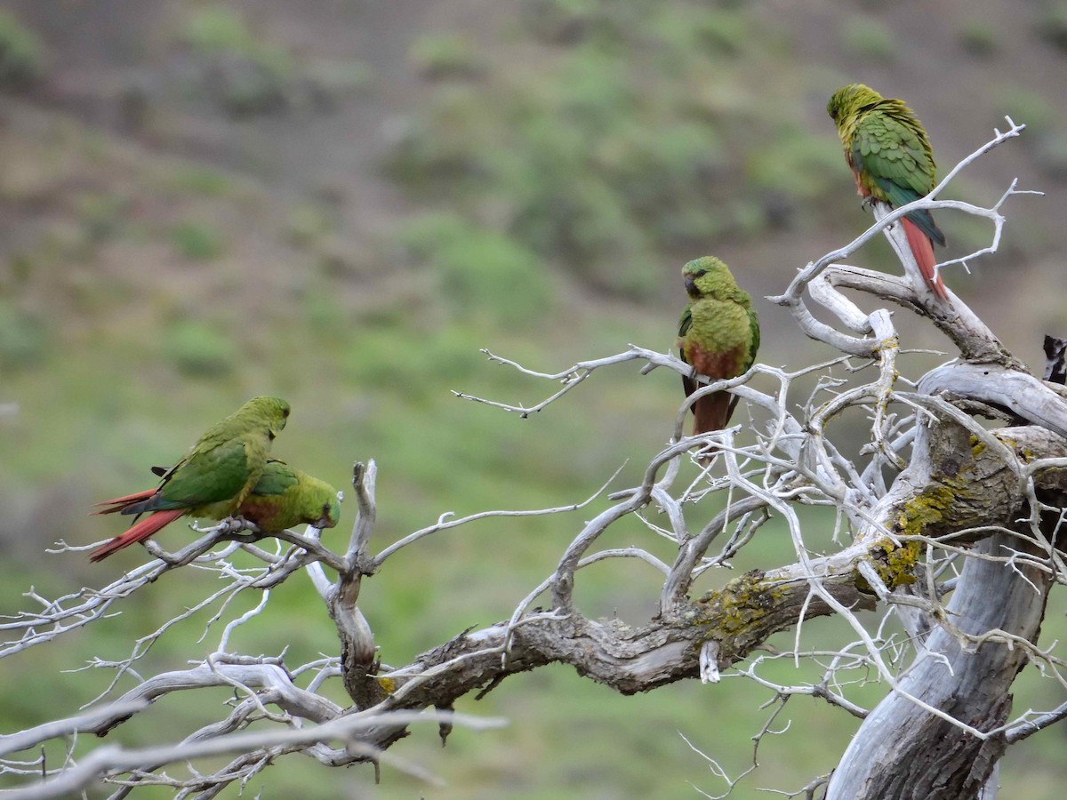 Austral Parakeet - ML627773016