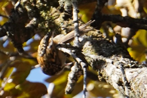 Hodgson's Treecreeper - ML627773020