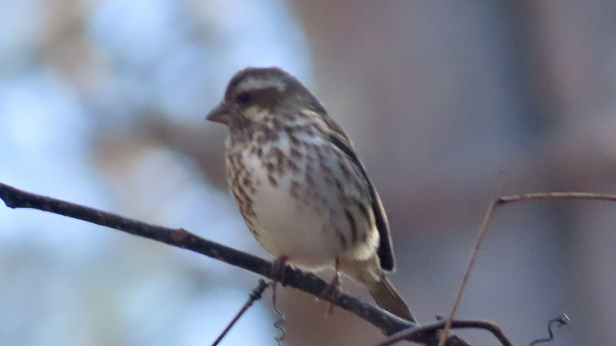 Purple Finch - ML627773024