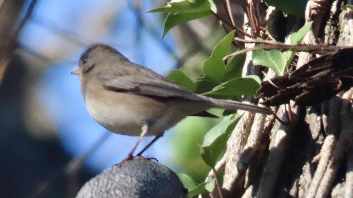 Dark-eyed Junco - ML627773035