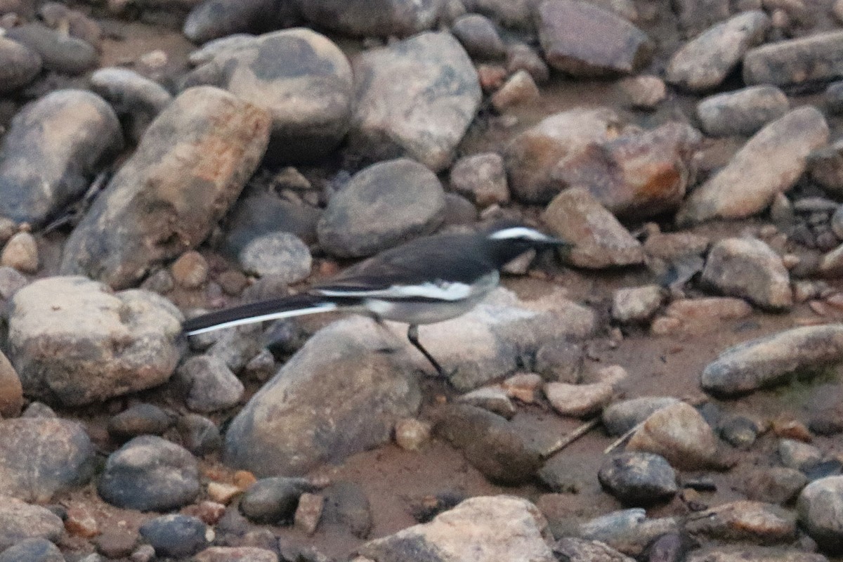 White-browed Wagtail - ML627773204