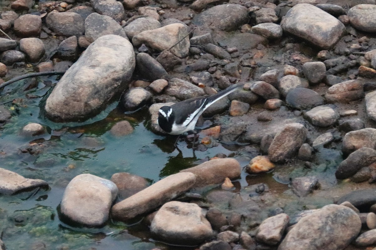 White-browed Wagtail - ML627773206