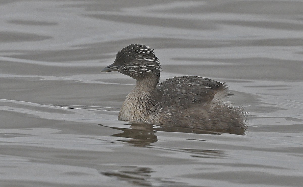 Hoary-headed Grebe - ML627773245