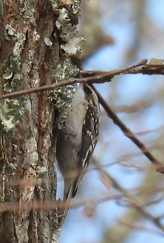 Brown Creeper - ML627773263