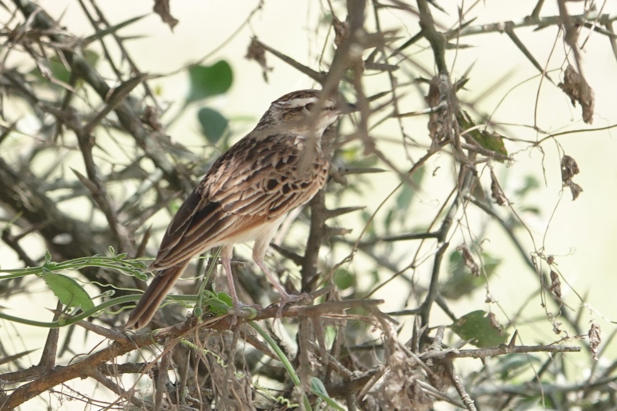 Fawn-colored Lark (Foxy) - ML627773315