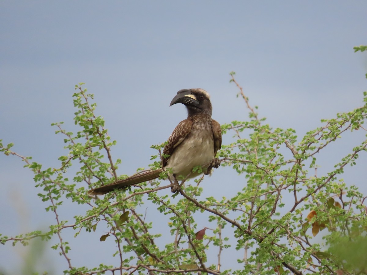 African Gray Hornbill - ML627773326